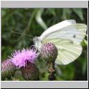 Pieris napi - Gruenaderweissling w02.jpg